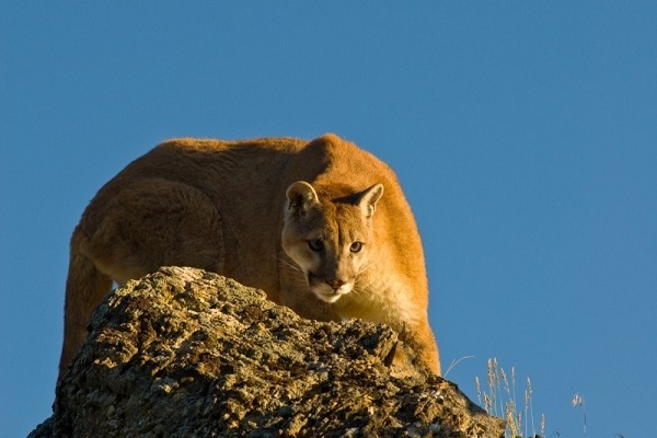 puma mountain lion crouching cougar cat carnivore