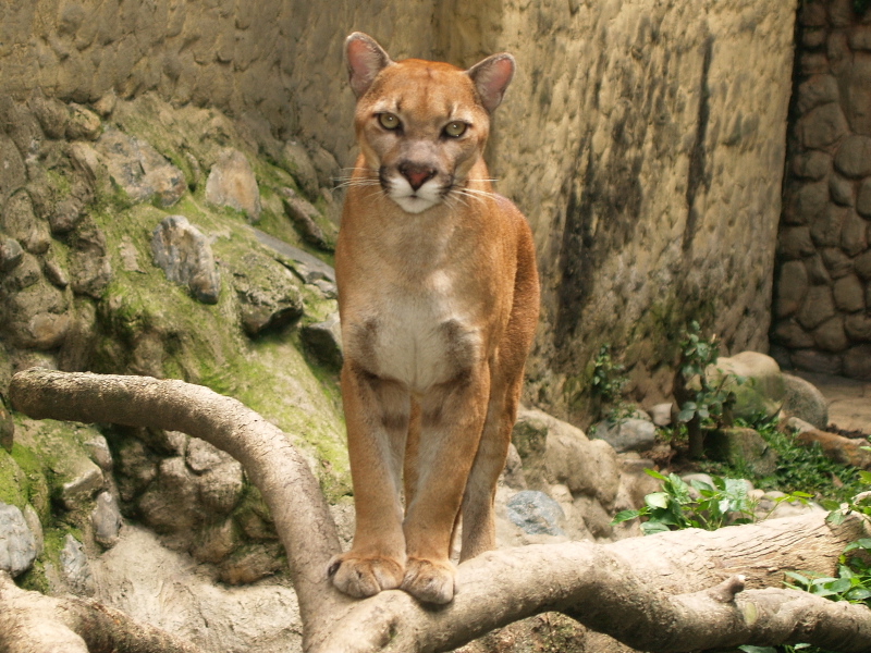 puma concolor