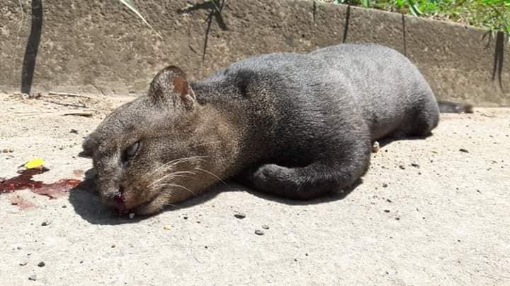 puma colombia