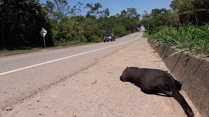 pumamuertovia