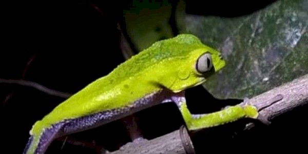rana mono