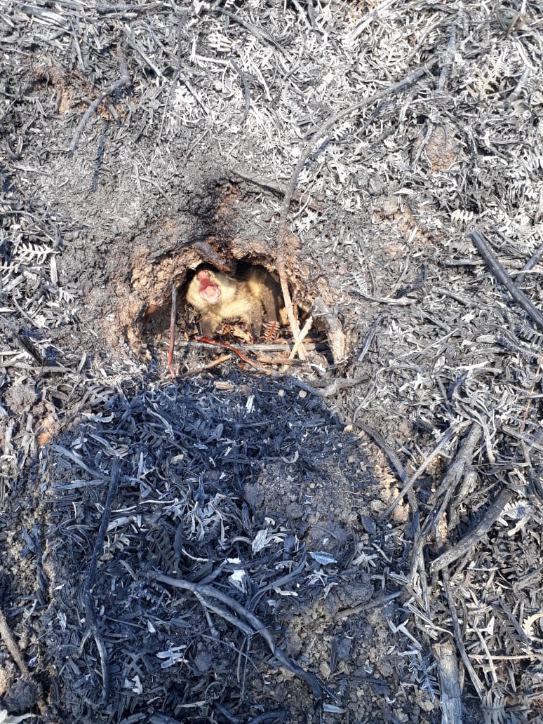 ratonquemado