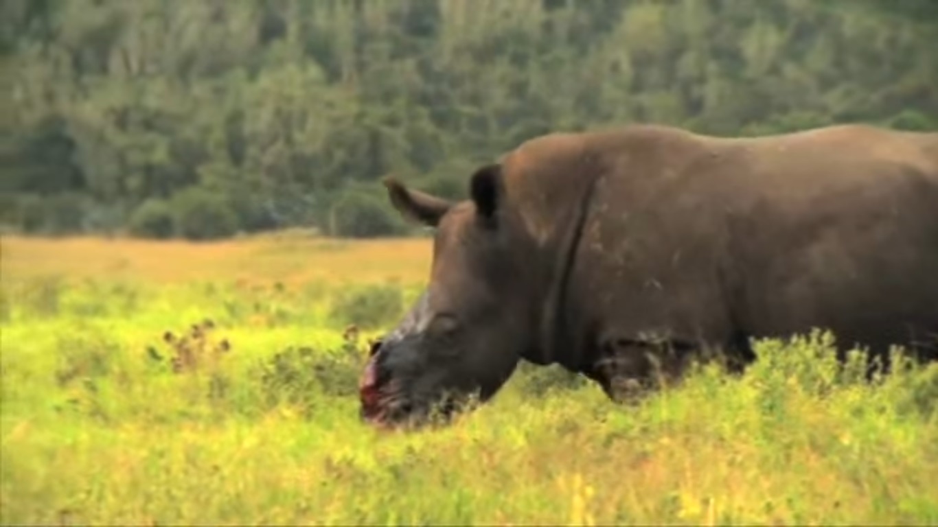 ¿Cuánto cuesta un colmillo de rinoceronte?
