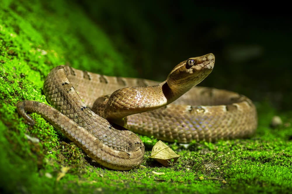 serpientemisanimales