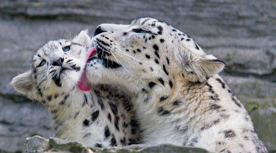 snow leopards