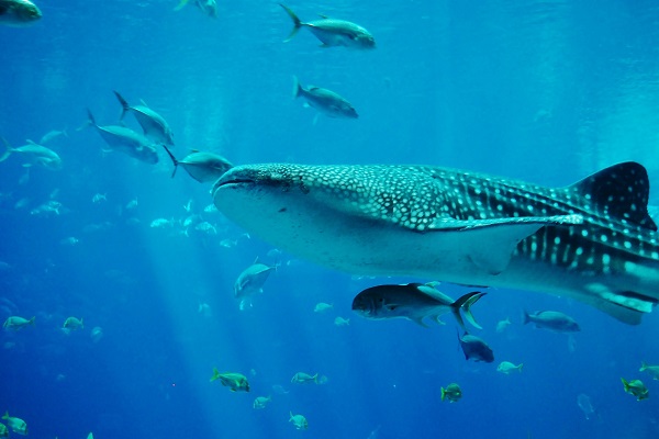 tiburon ballena600