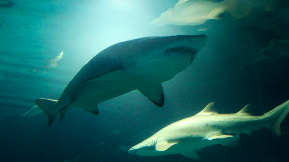 tiburones