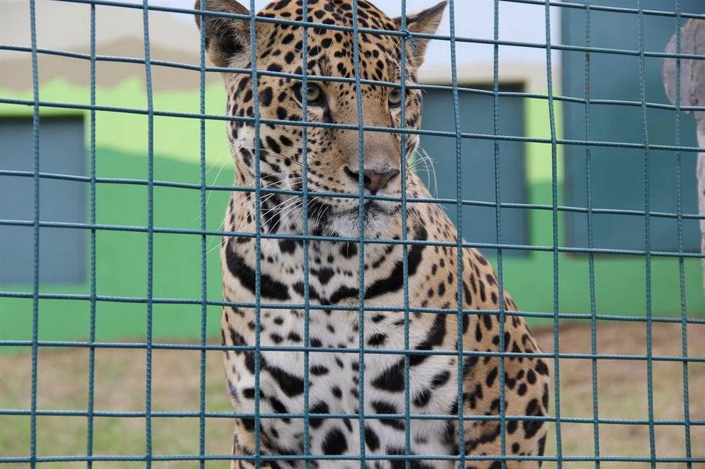 tigre