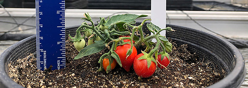 tomatenasa