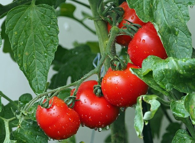 tomates huertas urbanas bogota