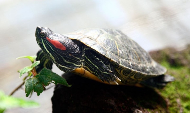 tortuga de florida
