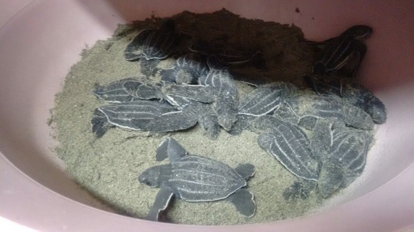 tortuga uno