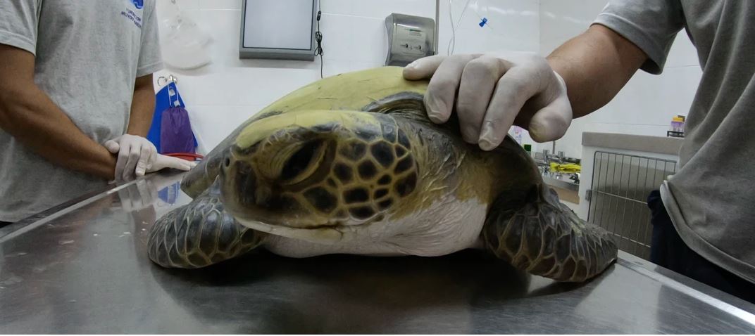 tortuga verde