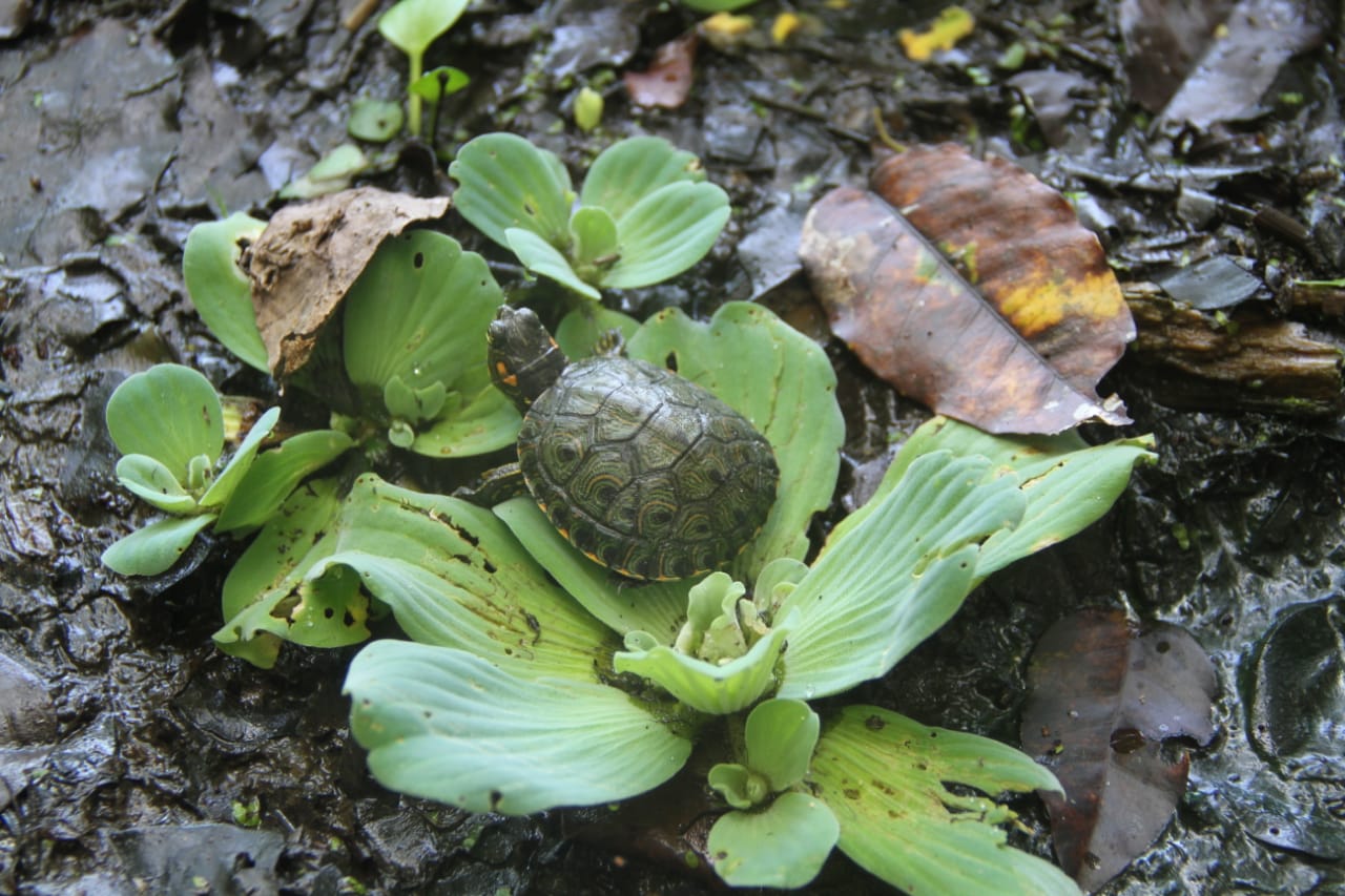 tortugaliberada