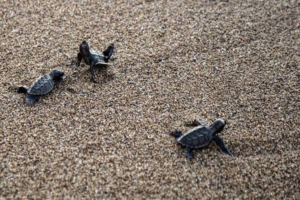 tortugas600