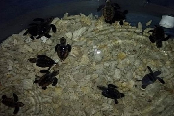 tortugasrodadero600
