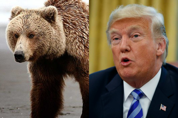 trump y osos