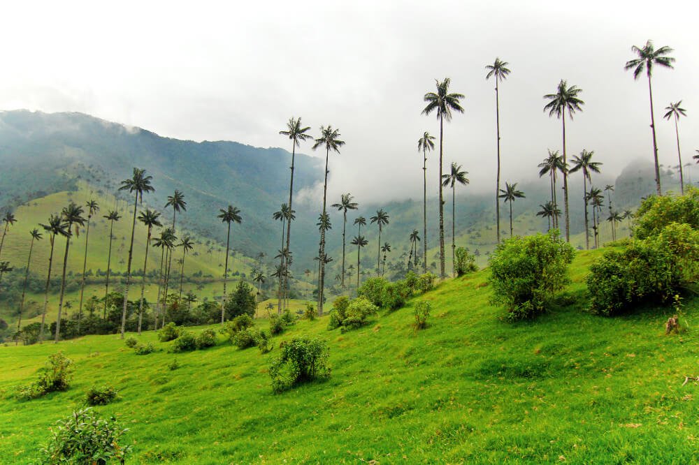 valledelcorora