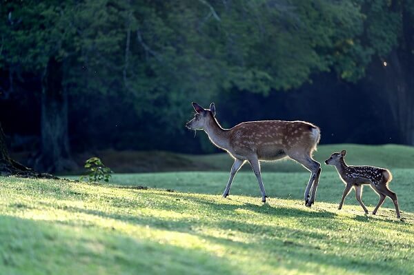 venado colablanca