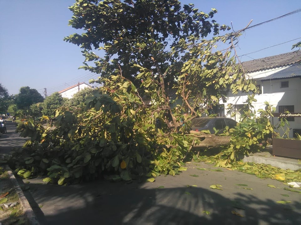 vientosladorada