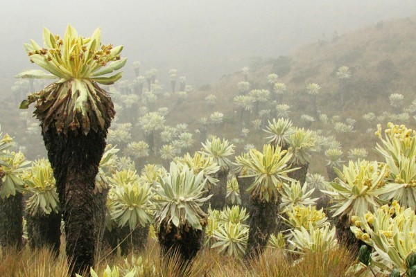volcan chiles 600