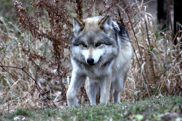 wolf 600