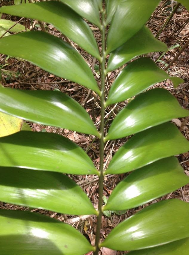 zamia2