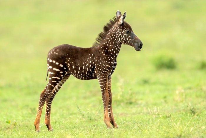 zebrakenia