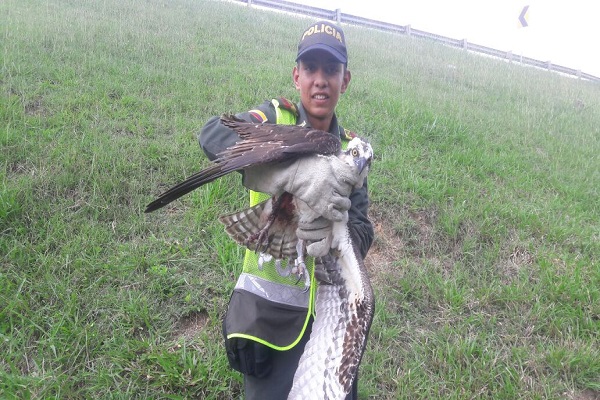 águila 2