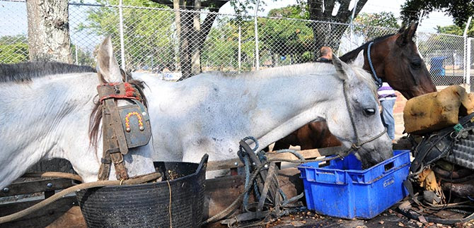 caballos