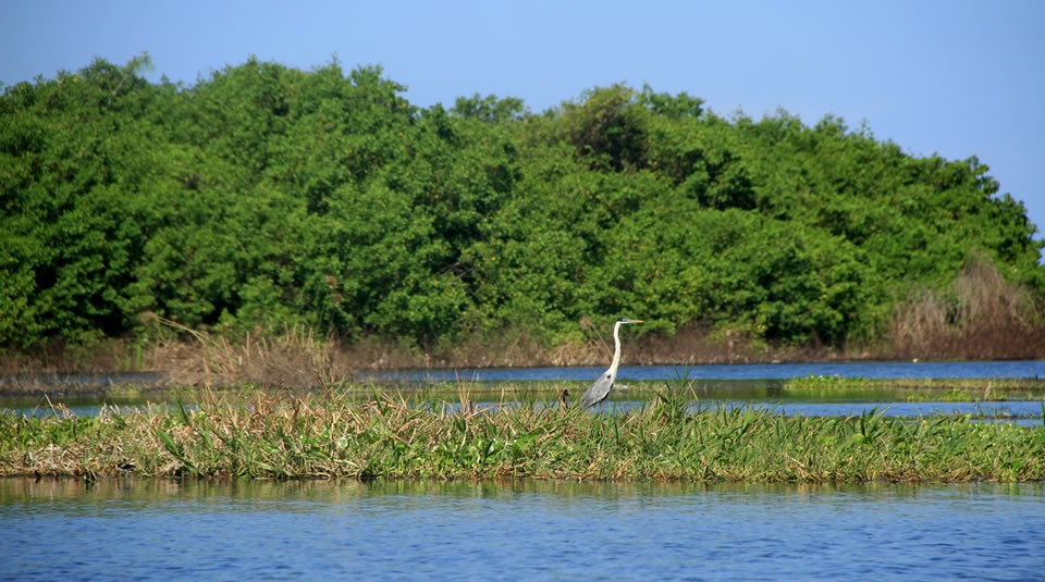 cienaga