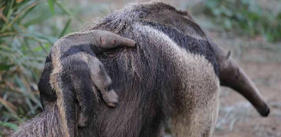 hormiguero