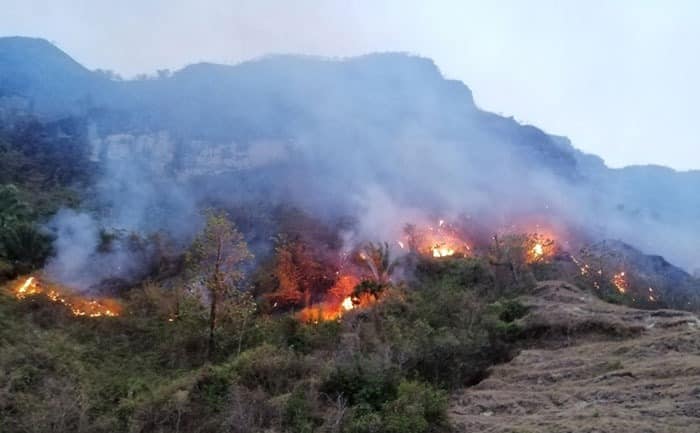 incendiotolima