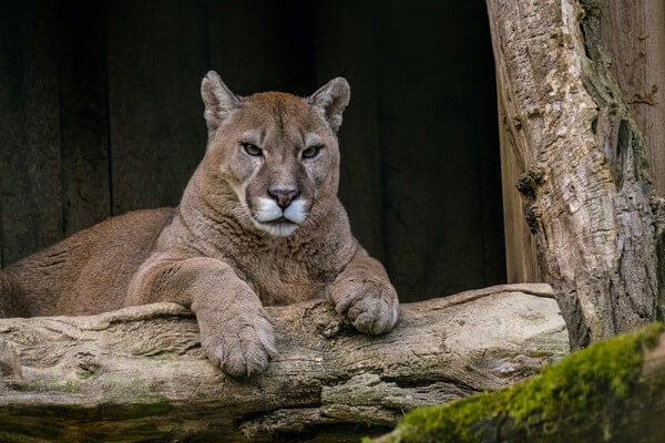 puma