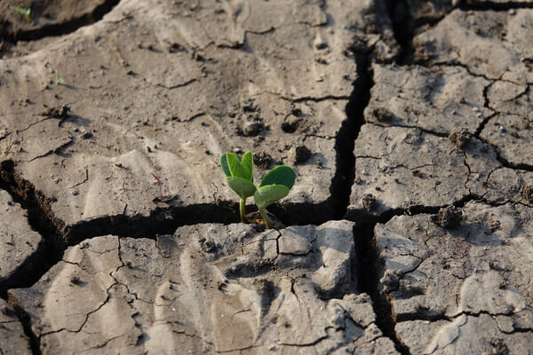 Suelo seco y una planta